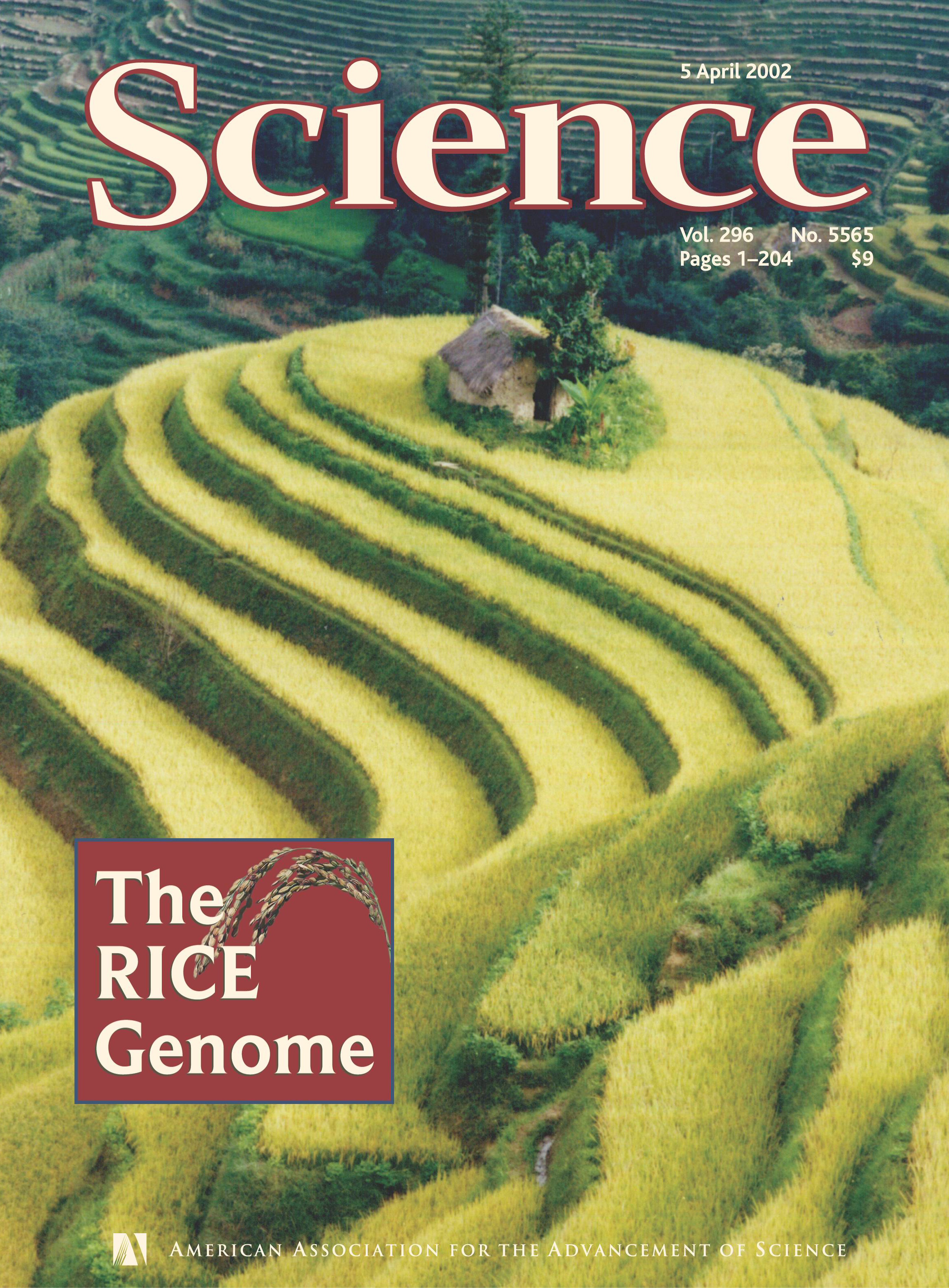 April 2002, Science published A Draft Sequence of the Rice Genome (Oryza sativa L. ssp. indica) as a cover article.jpg