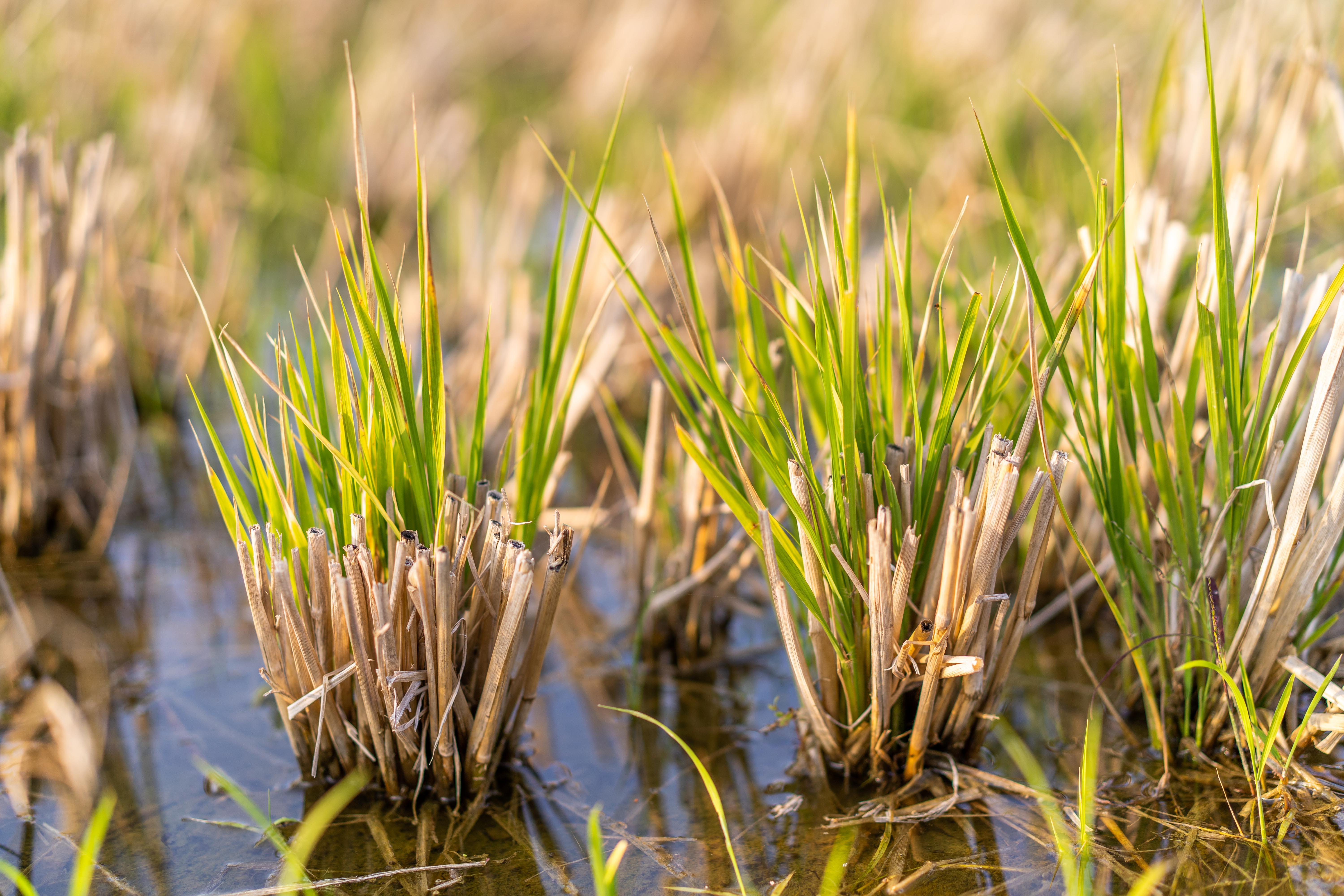 Perennial rice plant.jpg