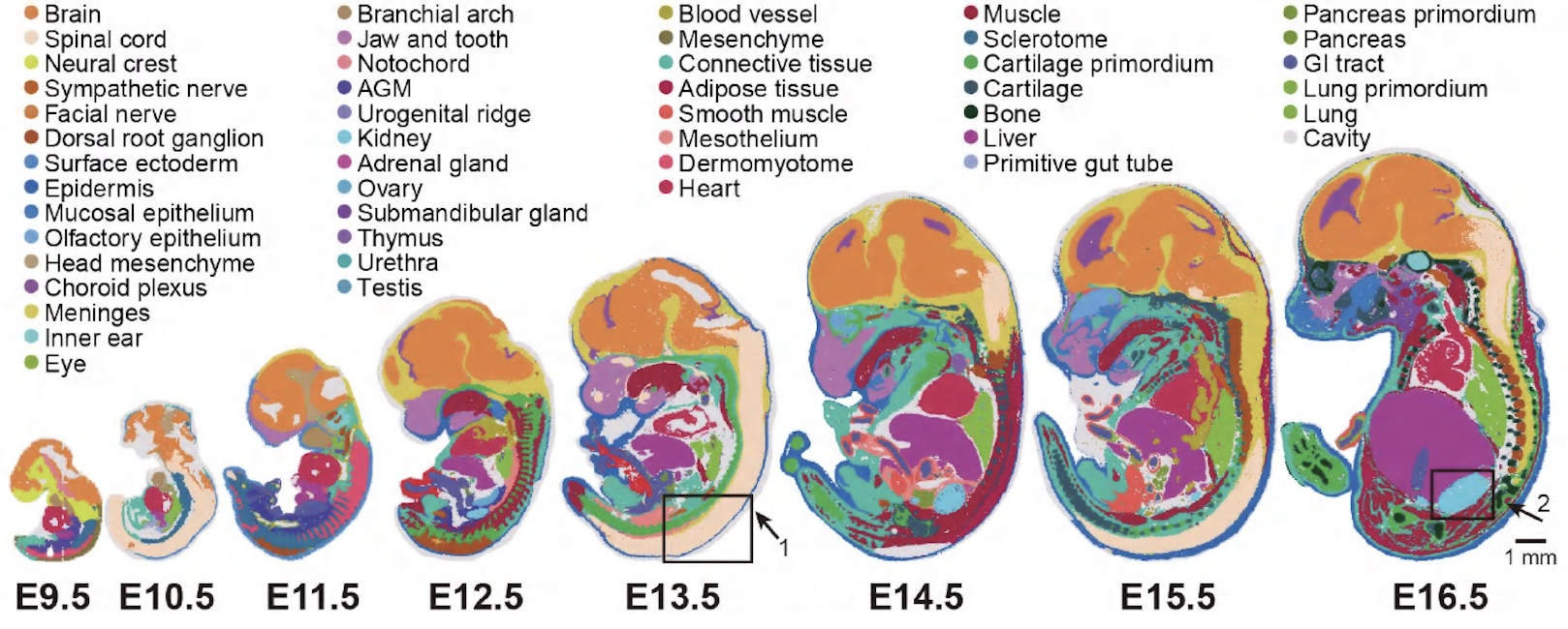 World-first Panoramic Spatial Atlas of a Mouse.png