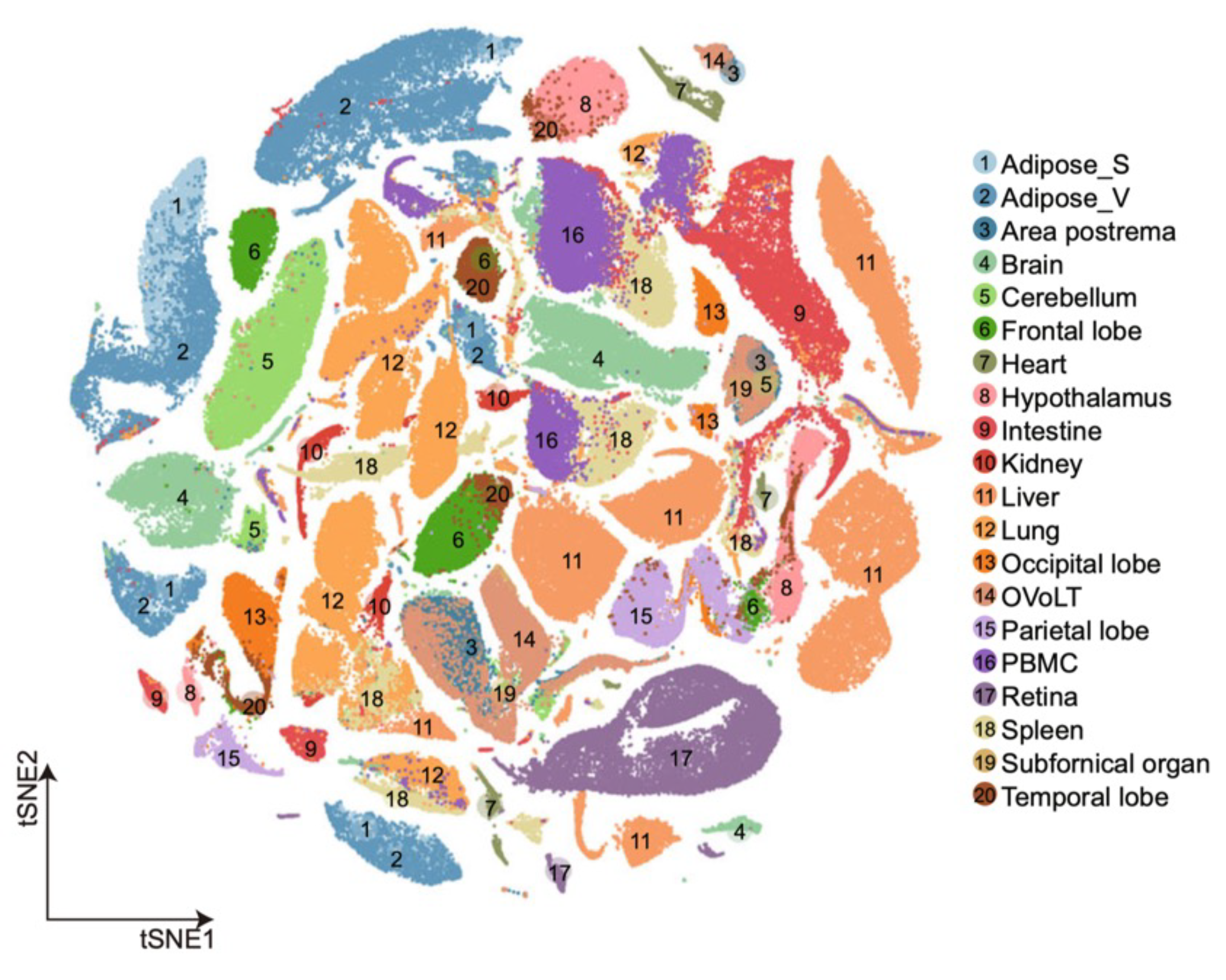 Pig ATLAS tSNE.png